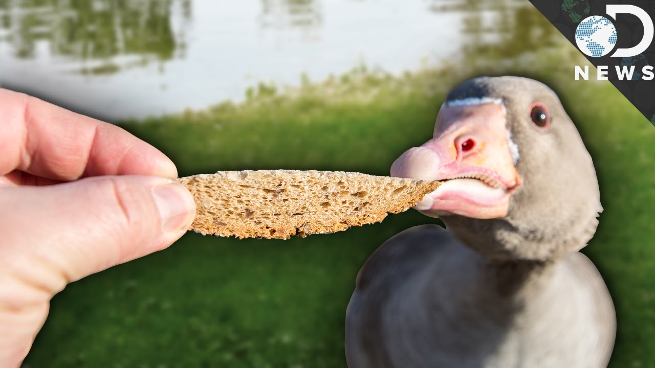 Seriously, Stop Feeding Wild Animals!