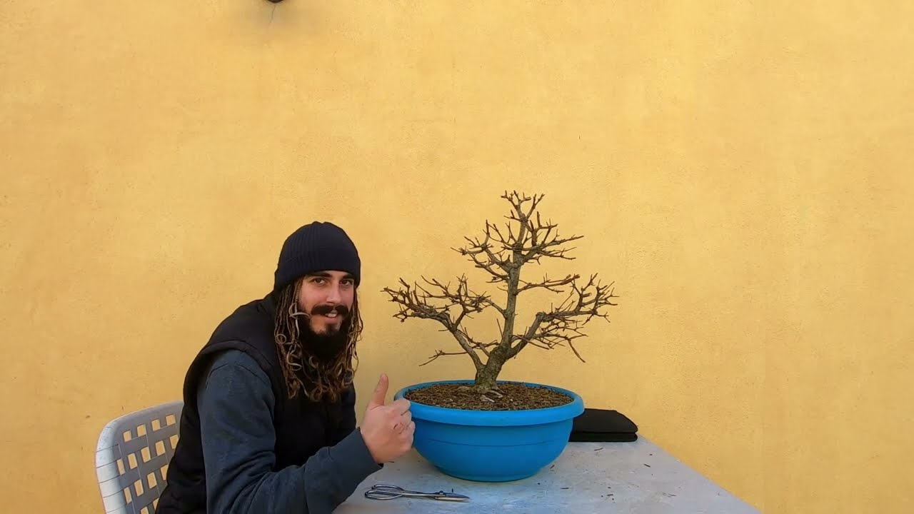 Bonsai - Acero Campestre potatura invernale