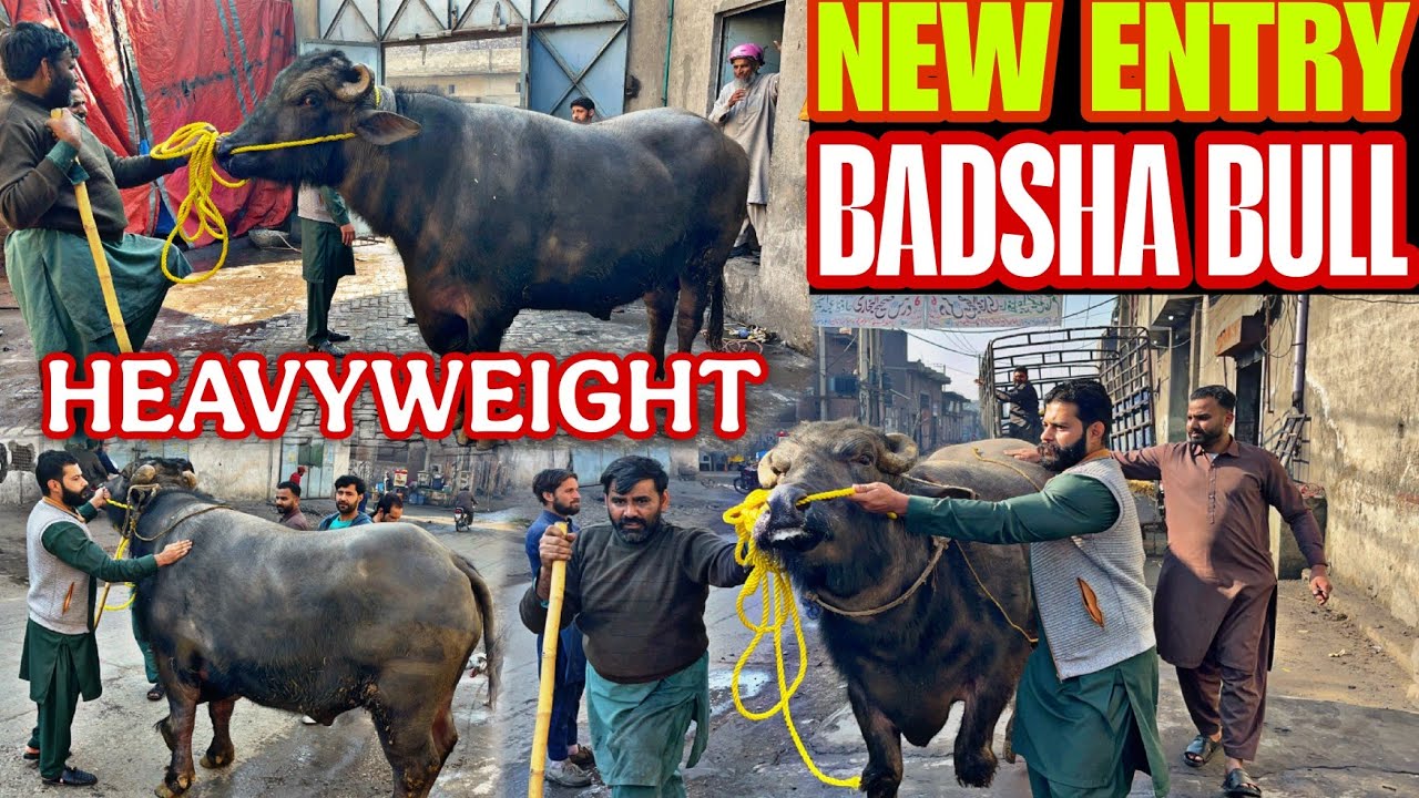 Ch Junaid Bhai Ka New Bull For Season 2027 🐃