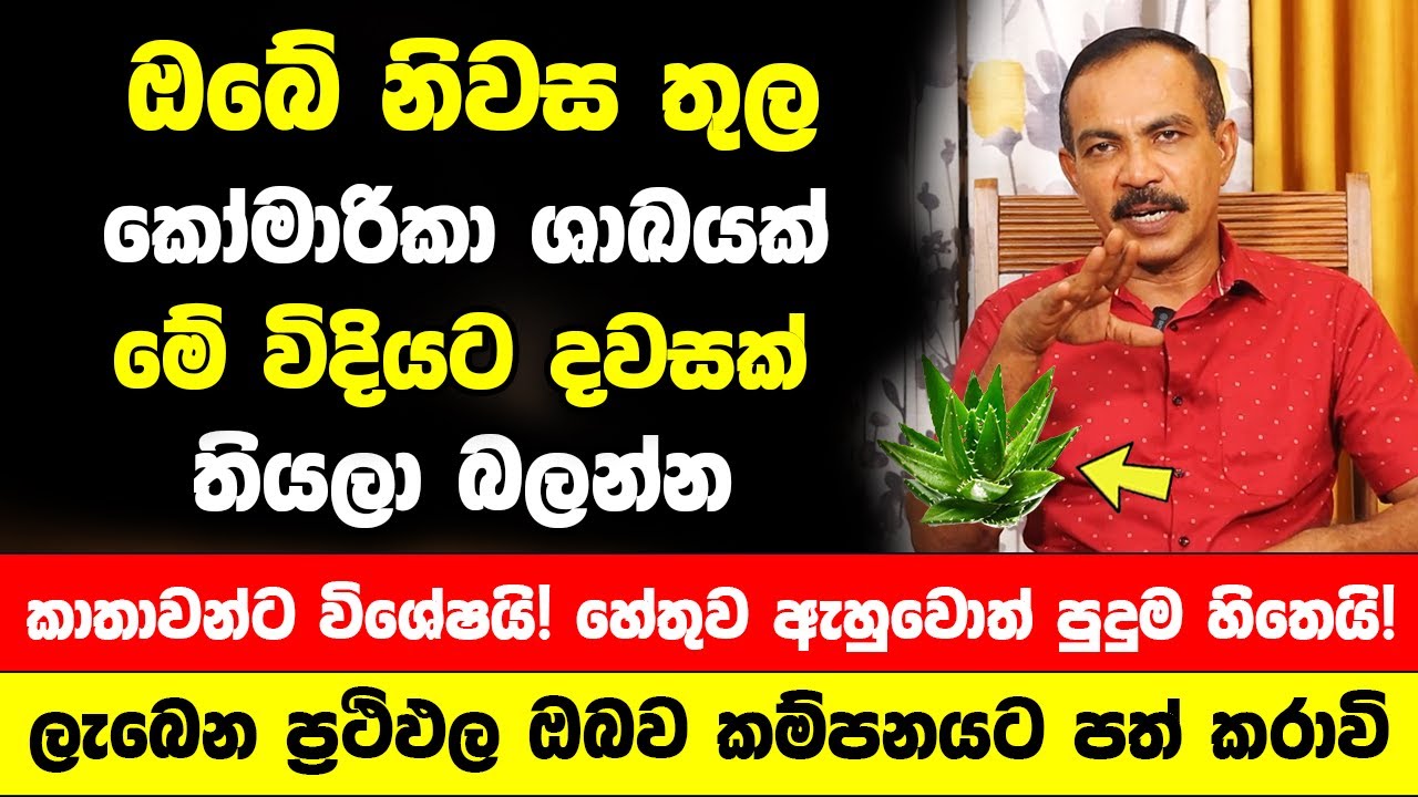 ඔබේ නිවස තුල කෝමාරිකා ශාඛයක් මේ විදියට තියලා බලන්න - ප්‍රථිඵල ඔබව කම්පනයට පත් කරාවි