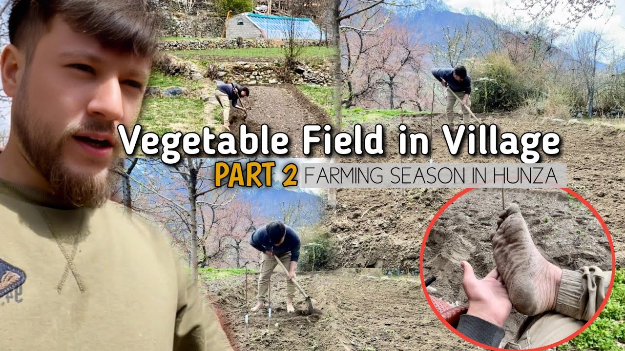 Vegetable Field In Village Part 2 | Farming Season In Hunza | sadiq's lifestyle |