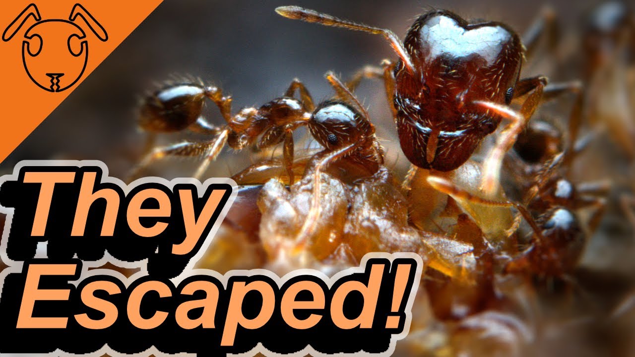 My Colony of 10'000 Ants ESCAPED!!!