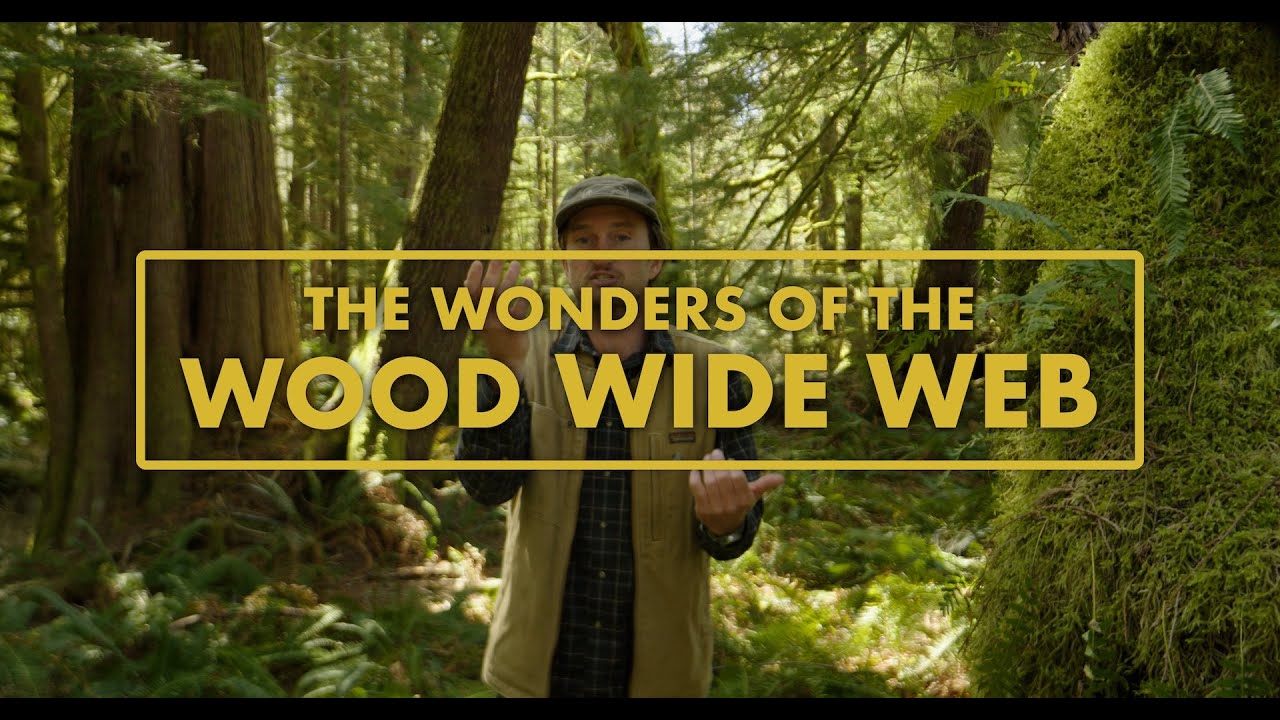 What is the Wood Wide Web?
