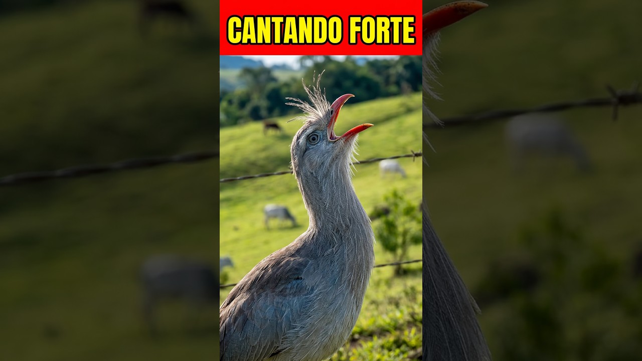 Seriema Cantando FORTE
