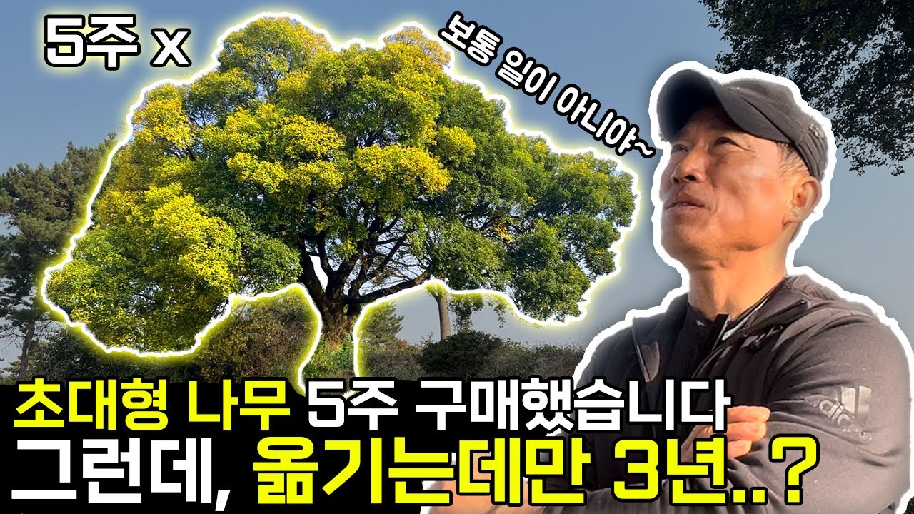 당산나무급 초대형 팽나무는 어떻게 옮길까?