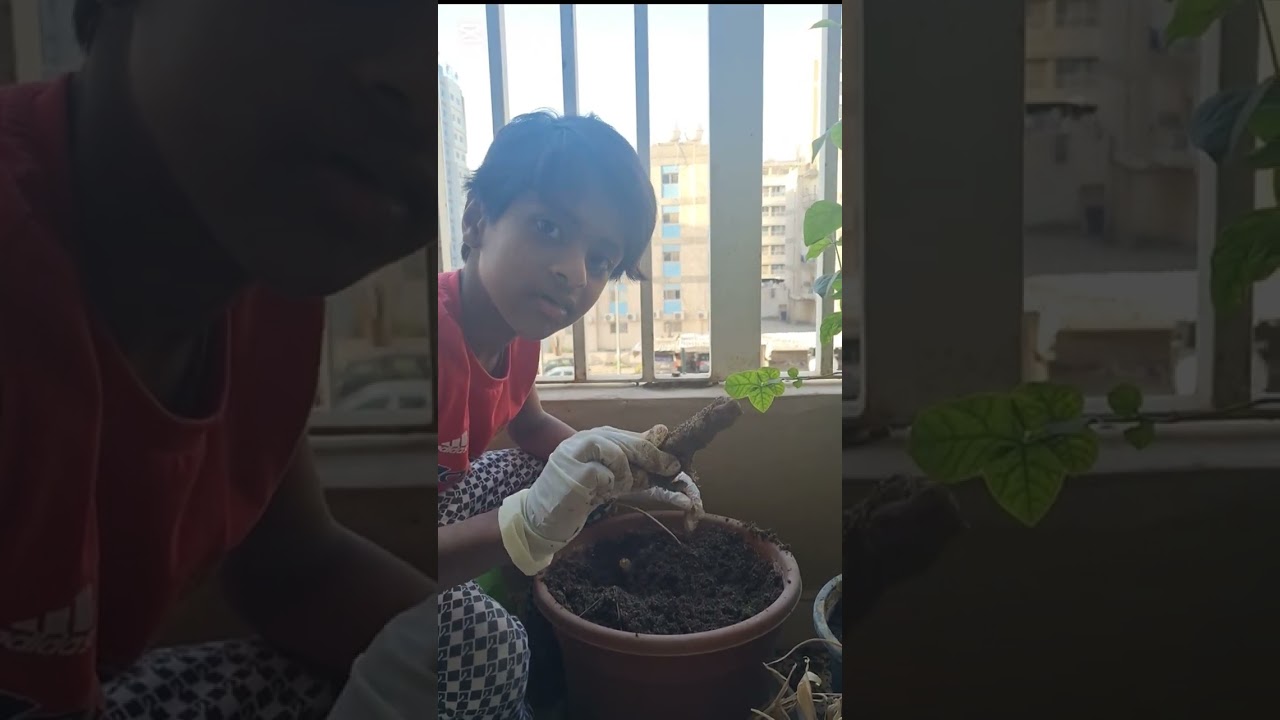 Growing and Harvesting ginger in my balcony# കുവൈത്തിലെ ബാല്കണിയിൽ ഇഞ്ചി വിളവെടുത്തു 🌱✨