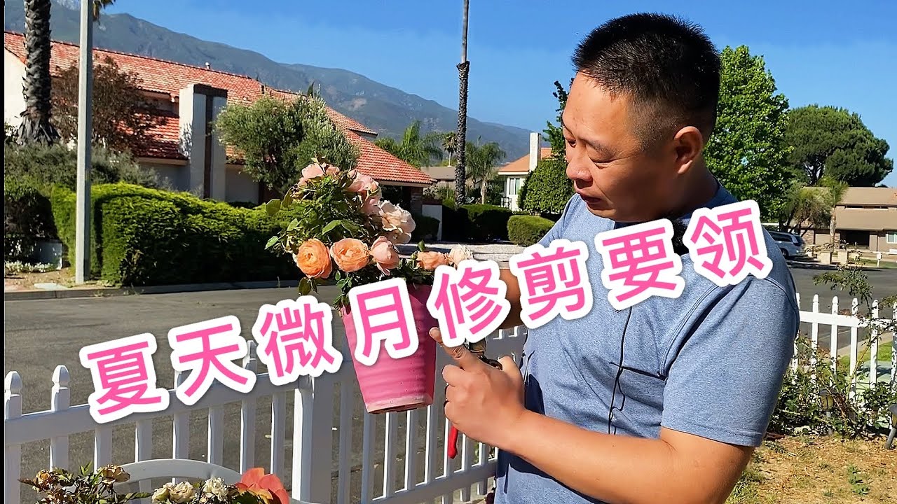 （园艺篇68）微月夏季修剪要领！盆栽玫瑰修剪！小玫瑰，小冠幅月季修剪！