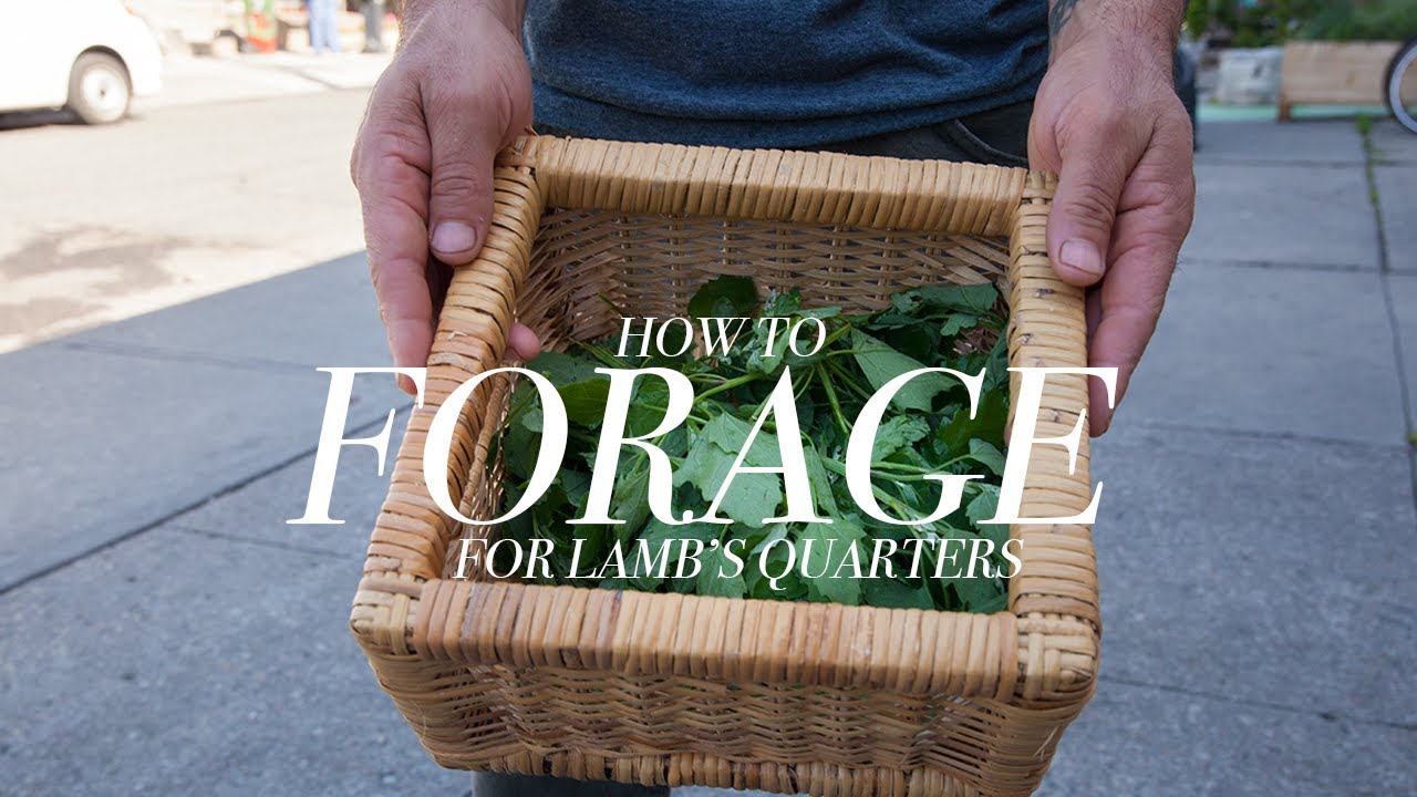 Foraging for Lamb's Quarters with Chef Shawn Adler