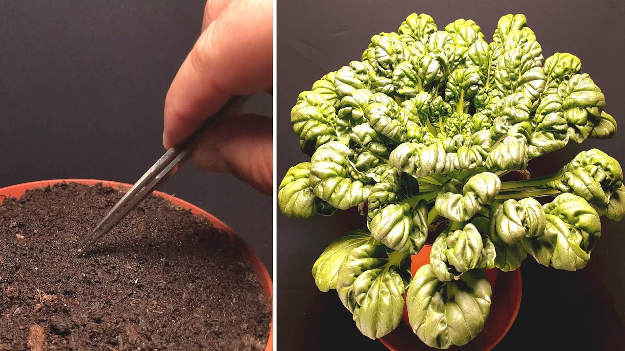 Tat soi growing time lapse - 48 days of growing