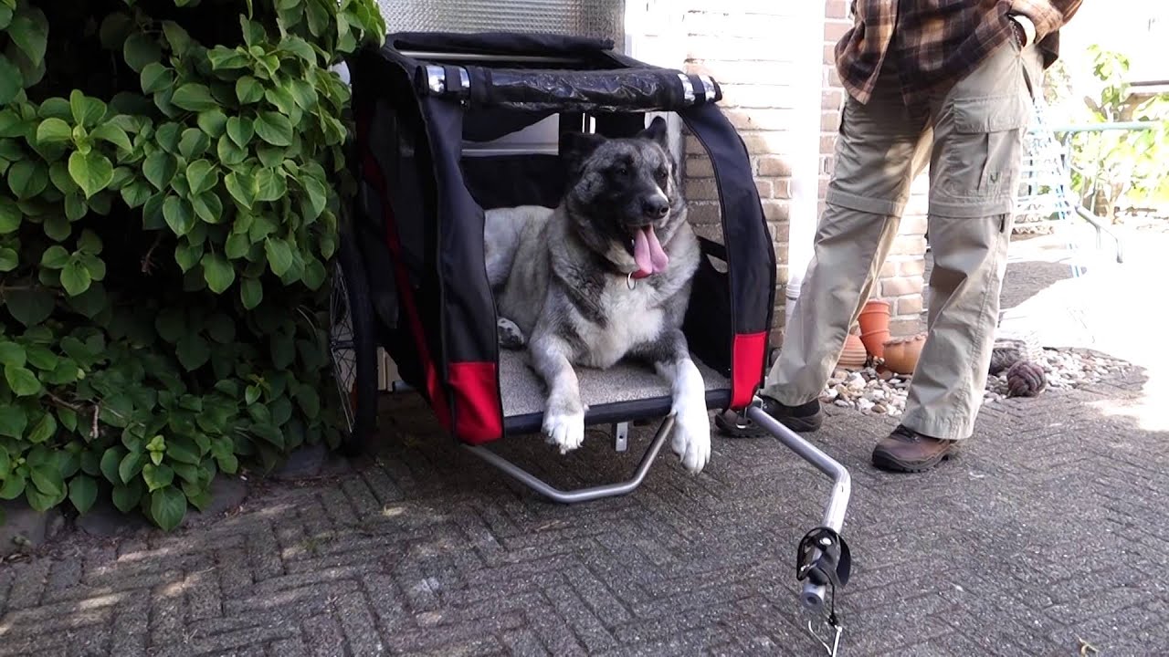 Einstein heeft een DoggyRide fietskar gekregen voor haar ver(j)(h)aardag