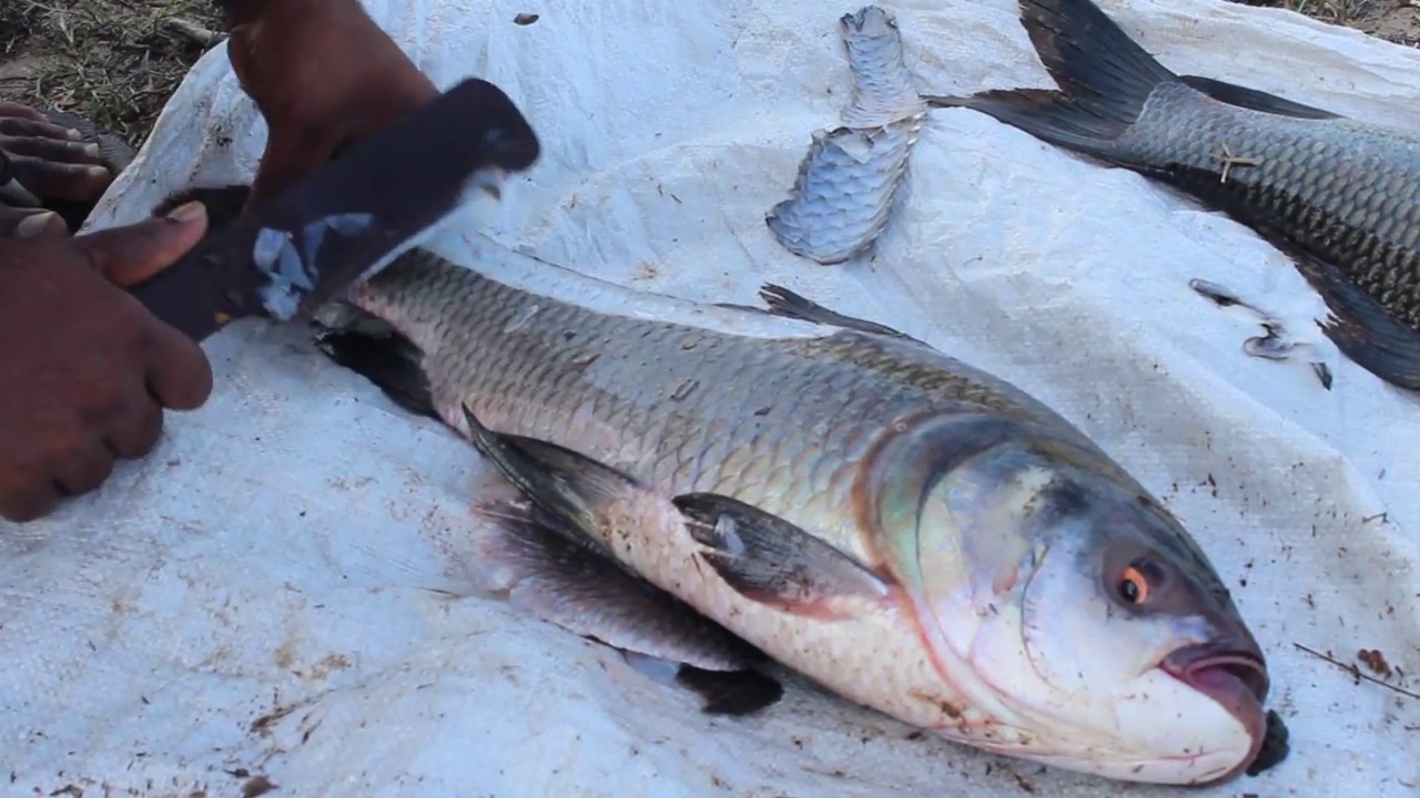 Amazing Cutting Fish - Cooking Big Fish - KADAL Tv