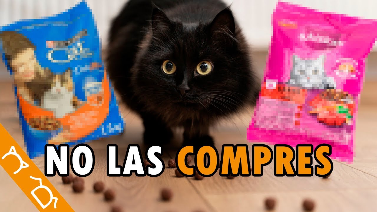 Las 5 PEORES Marcas De CROQUETAS Para Gatos ft @edgarelveterinario