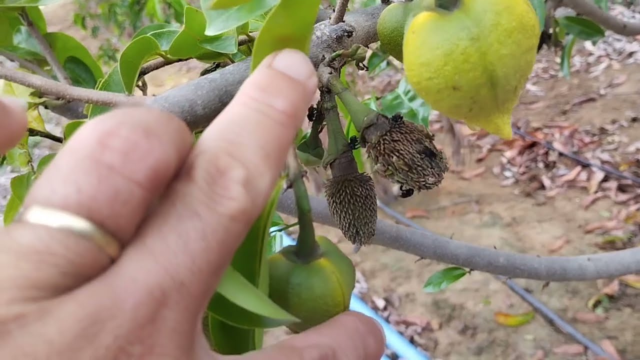 QUAL FLOR DA GRAVIOLA QUE POLINIZA?