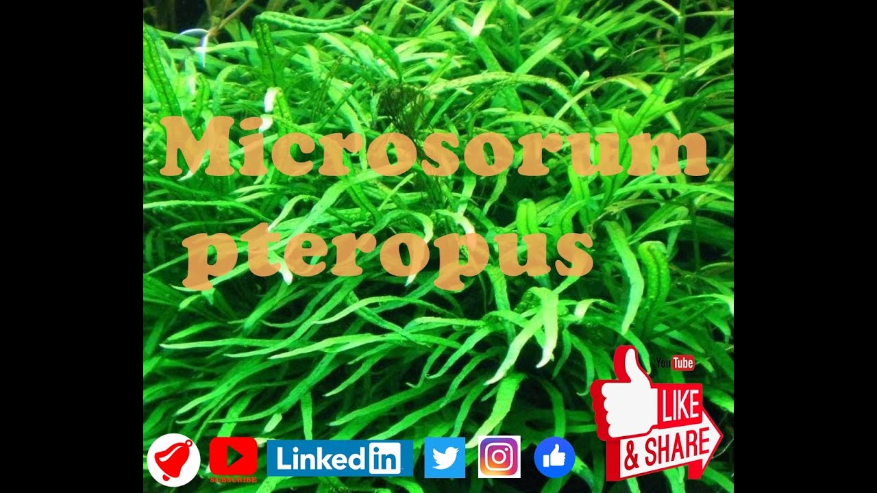 #microsorumpteropus #aquariumplant #aquascaping Microsorum pteropus English subtitles