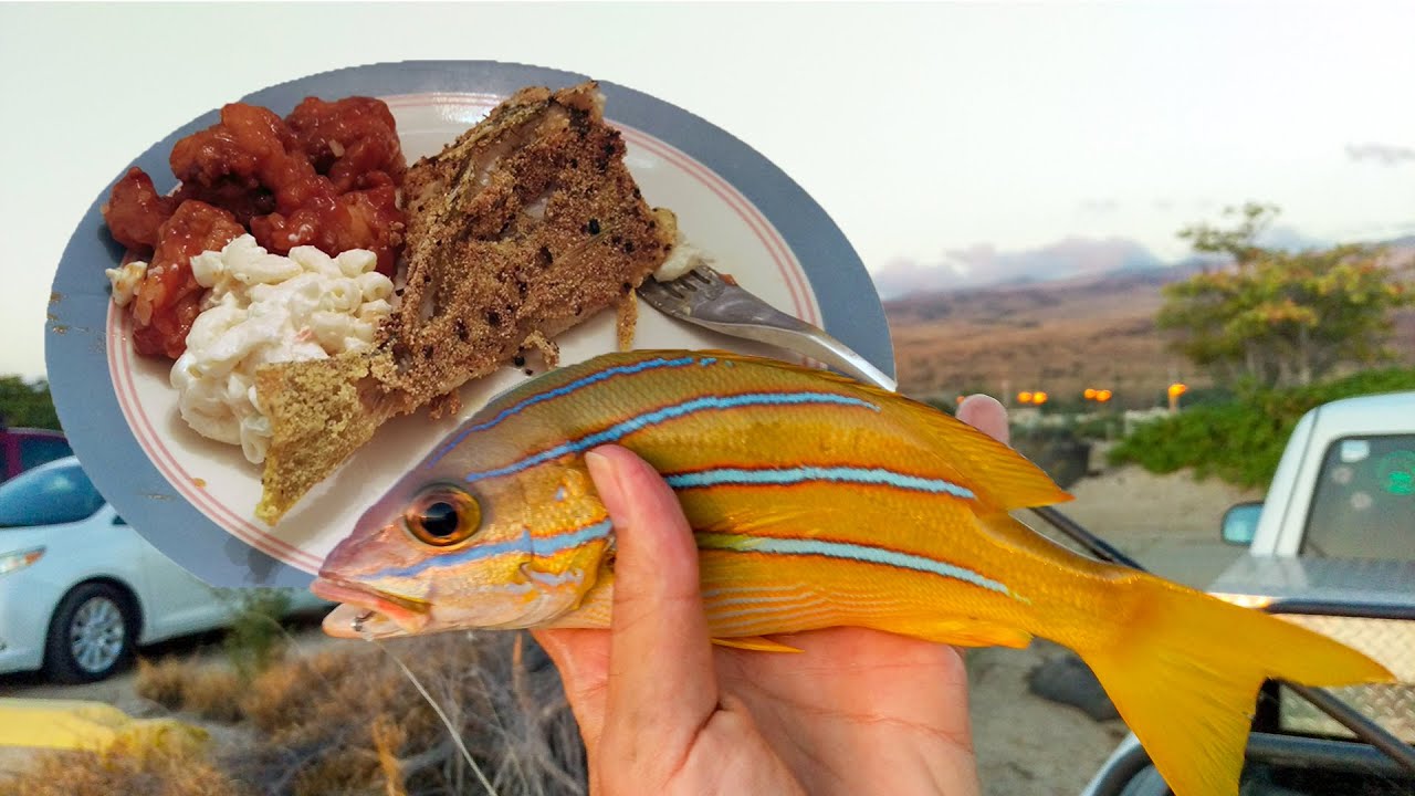 Fishing Ta'ape (Blueline Snapper) After Work - Catch and Cook!