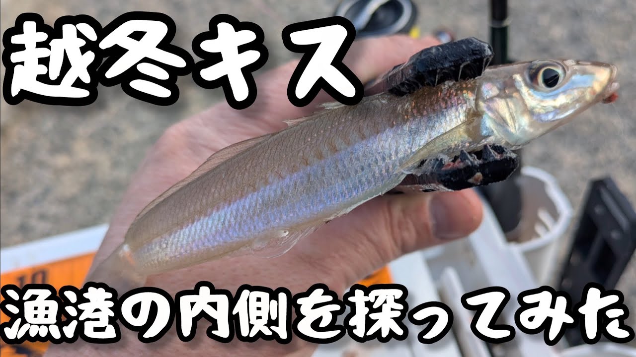 vol.156 夏のポイントで越冬キス調査