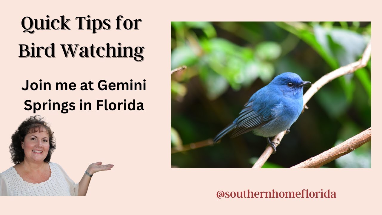 Bird Watching in Florida | Quick Tips on Bird Watching for Fun as a Family | Easy Birds to See