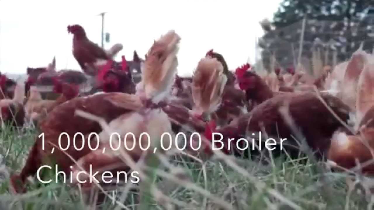 1st Place Alabama Farm-city