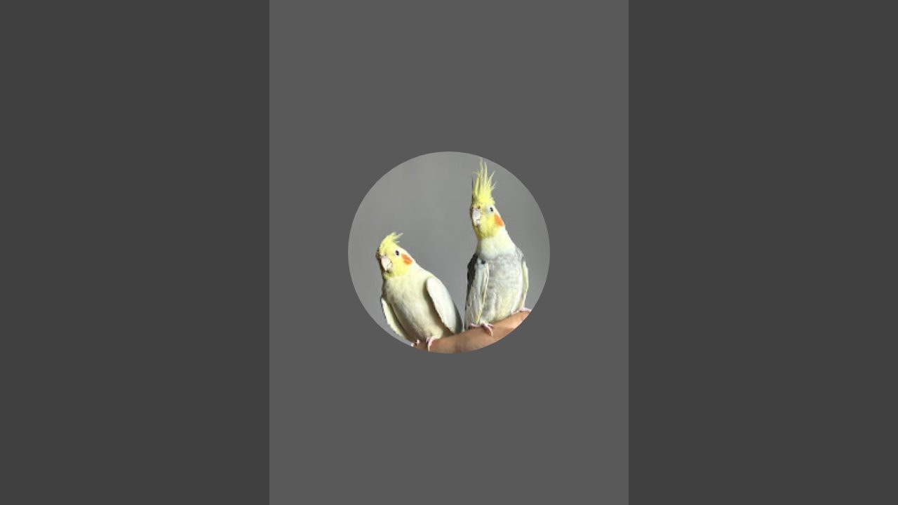 kalu mama and friend exotic Birds is live