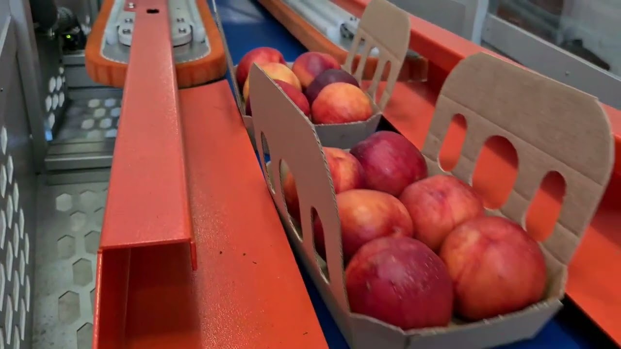 CLIENT: APOFRUIT - CLOSING MACHINE FOR CARDBOARD TRAYS - CHIUDITRICE DI VASSOI IN CARTONE