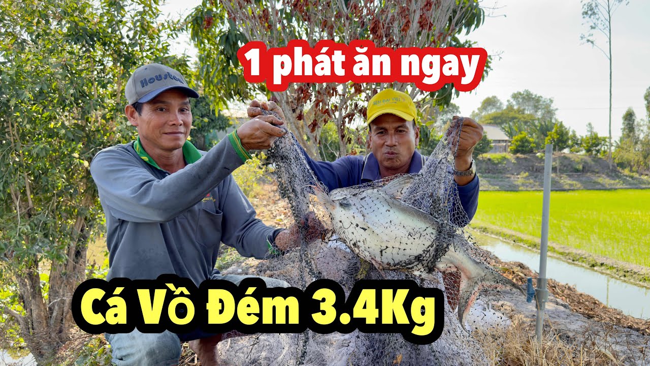 Cá Vồ Đém 3,4Kg Nấu Chao " Lai Rai" Vài Ly Rượu Đế Những Ngày Se Lạnh | Bông Lúa Đồng Tháp