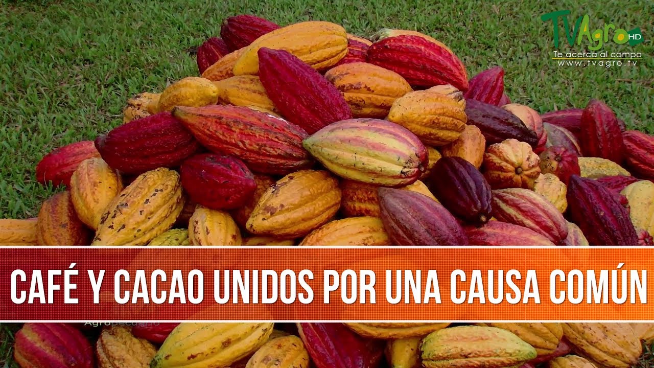 Que Tiene de Comun el Cafe y el Cacao- TvAgro por Juan Gonzalo Angel