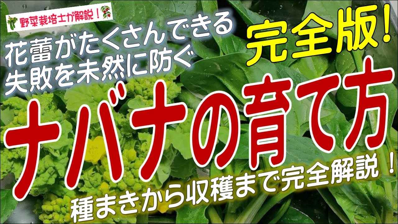 ナバナの上手な育て方（種まきから収穫までを完全解説）菜花栽培方法のコツとポイントが分かる！
