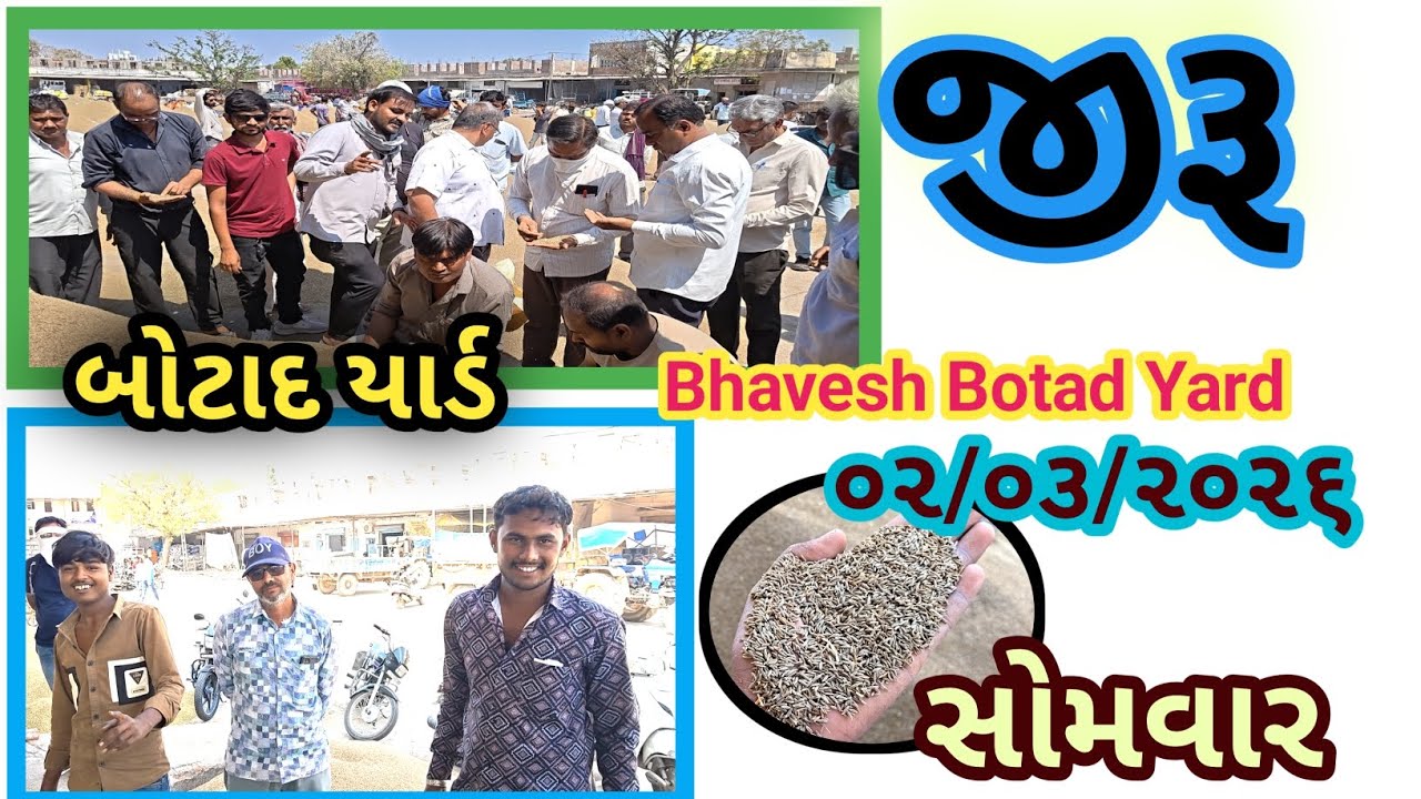 જીરા ના ભાવ બોટાદ માર્કેટિંગ યાર્ડ 02/03/2026 ||Botad Marketing Yard || #bhaveshbotadyard