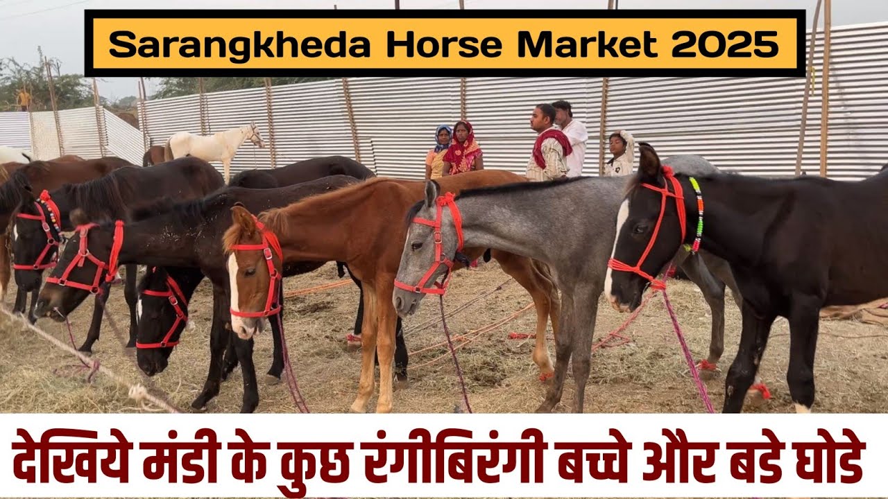 देखिये बच्चे और मिक्स घोडो की दावन | सारंगखेडा घोडे बाजार | Sarangkheda Horse Market 2025 