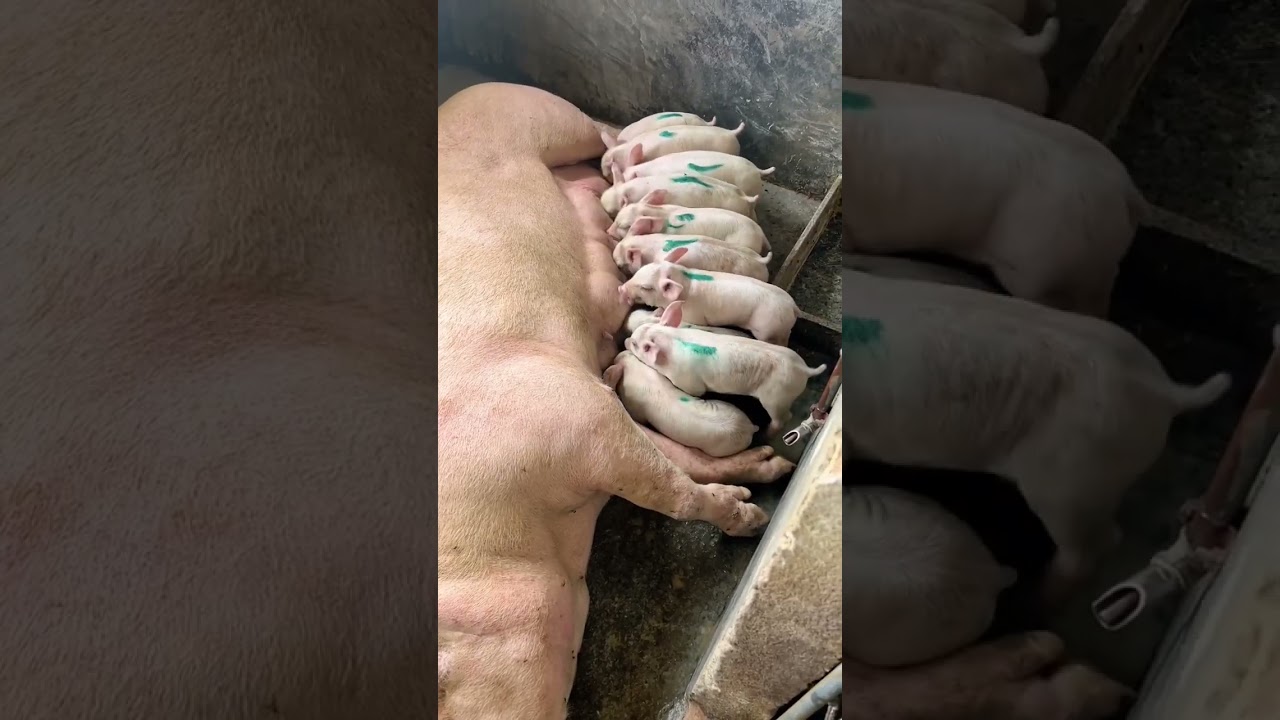 Don't compete with each other #cute #baby #pig #viral