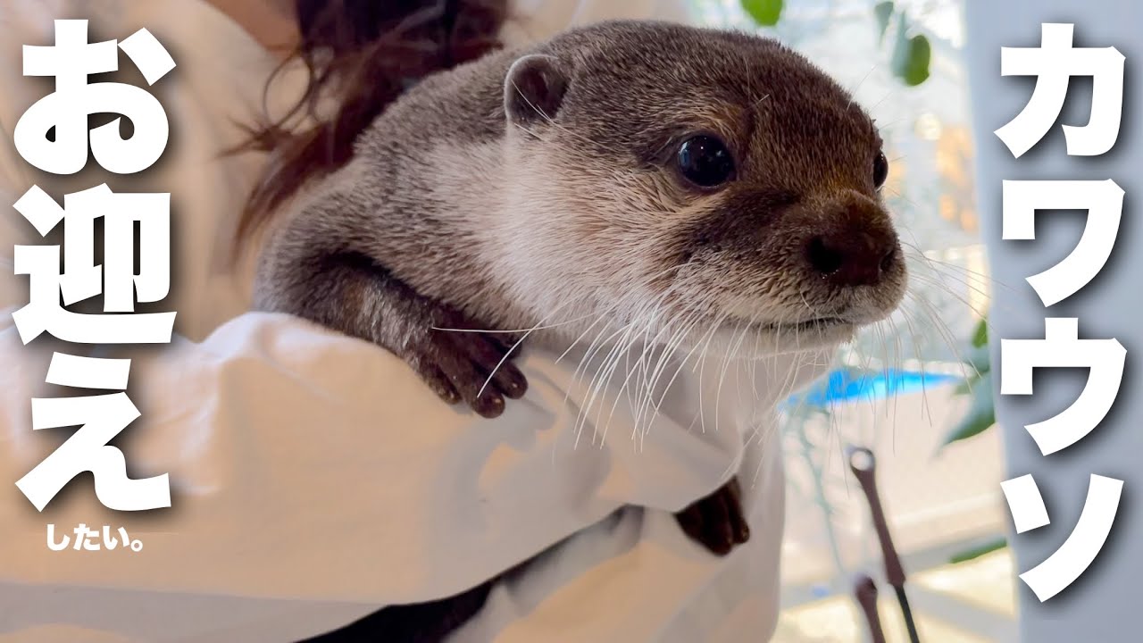 カワウソを新しい家族としてお迎えしたぃ。