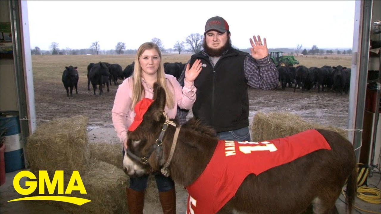 This miniature donkey helps blind animals on a farm in Arkansas l GMA