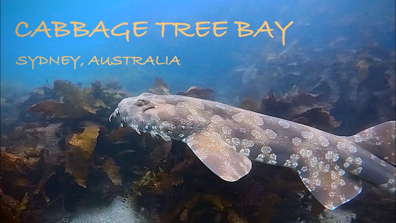 Scuba Diving Sydney, Australia (Cabbage Tree Bay)