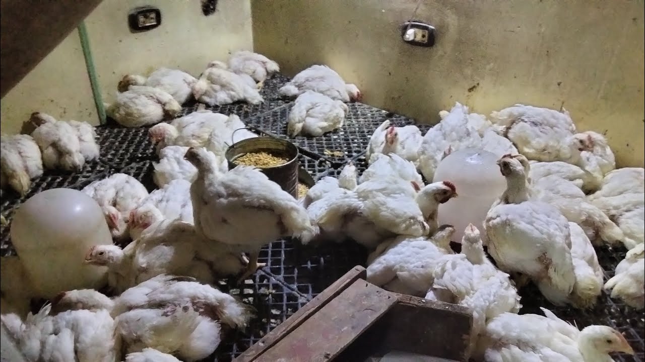 اليوم ال ٣١من عمر الفراخ البيضاء واحلي علاج البرد والخنفره وصوت الضفادع فاتح للشهية علي العلف