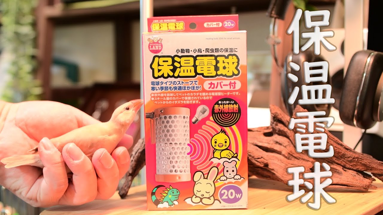 【ベタ慣れ】マルカン 保温電球を設置してみた。 #文鳥  Javasparrow
