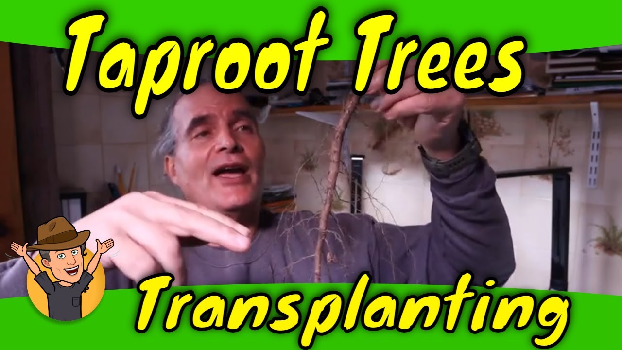 Transplanting a Locust tree recent request