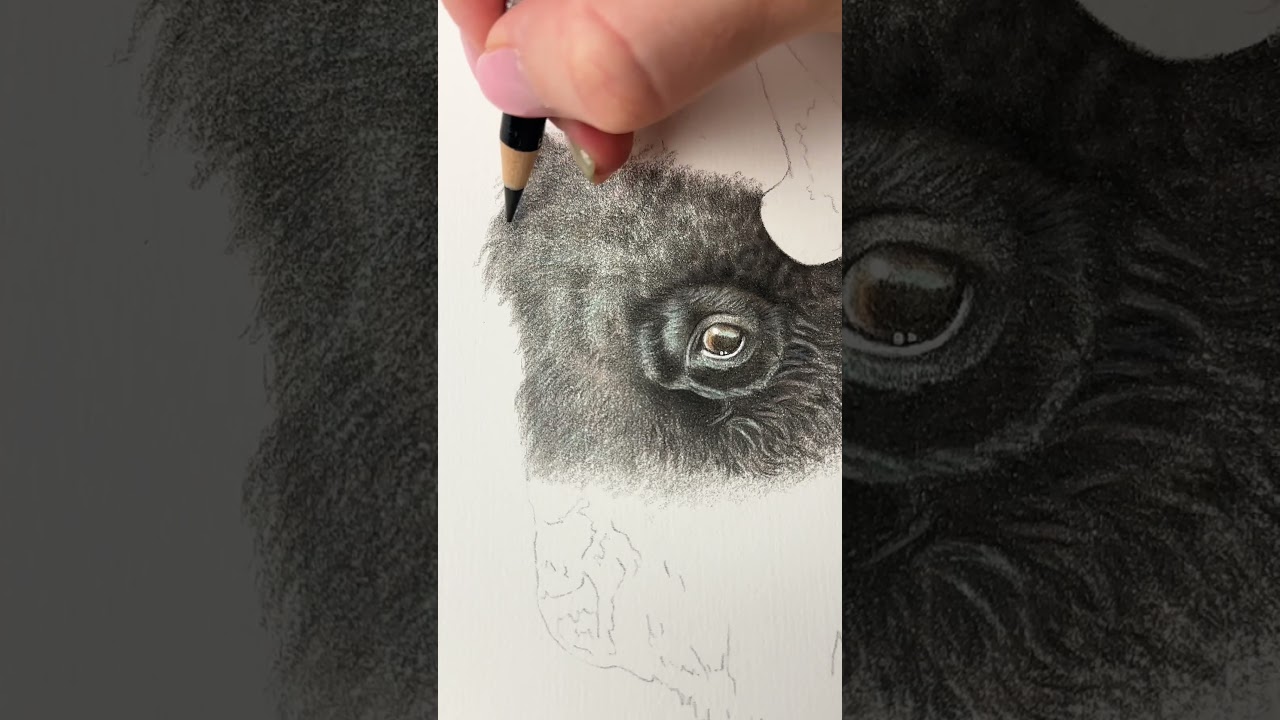 Building up the fur ✍🏼🦬 #bison #drawing #colouredpencils #art #asmr #wildlifeart