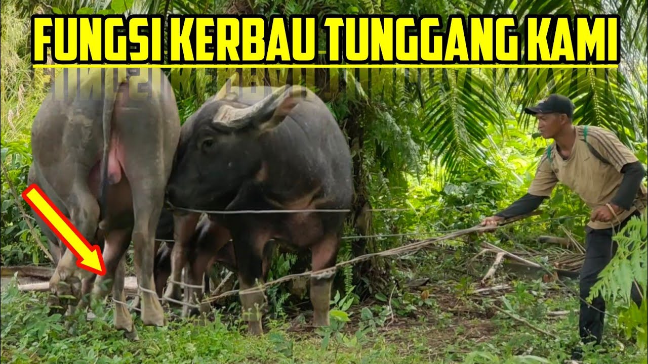 MENANGKAP KERBAU & CARA TERBAIK PENYEMBUHAN LUKA PASCA DIKELUH
