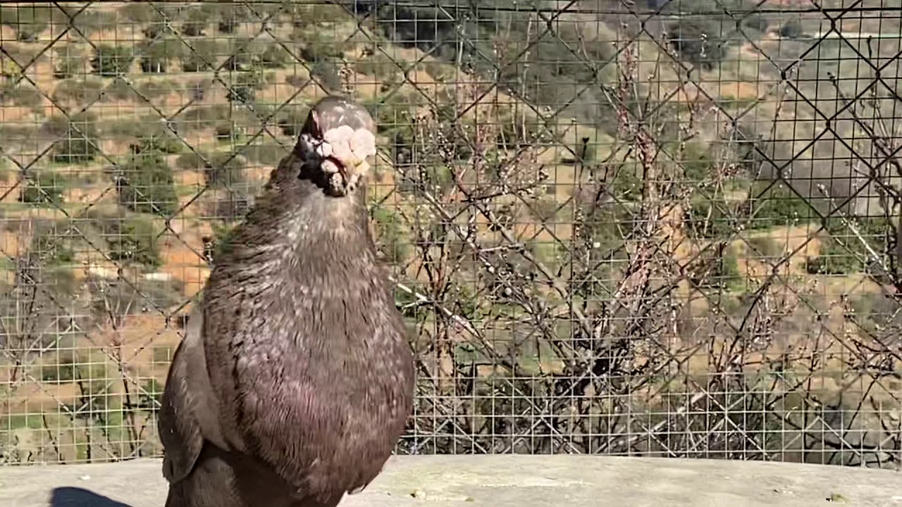 Buchon granadino del 19