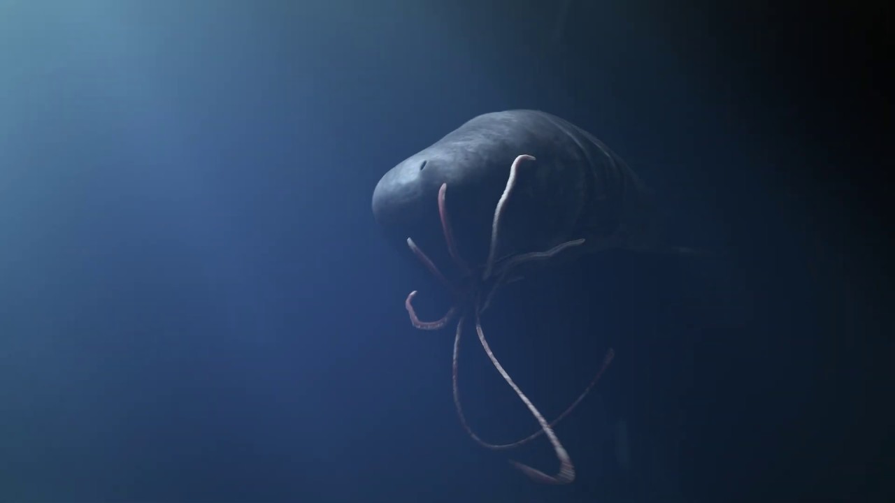 Sperm whale Vs giant squid: clash of the titans