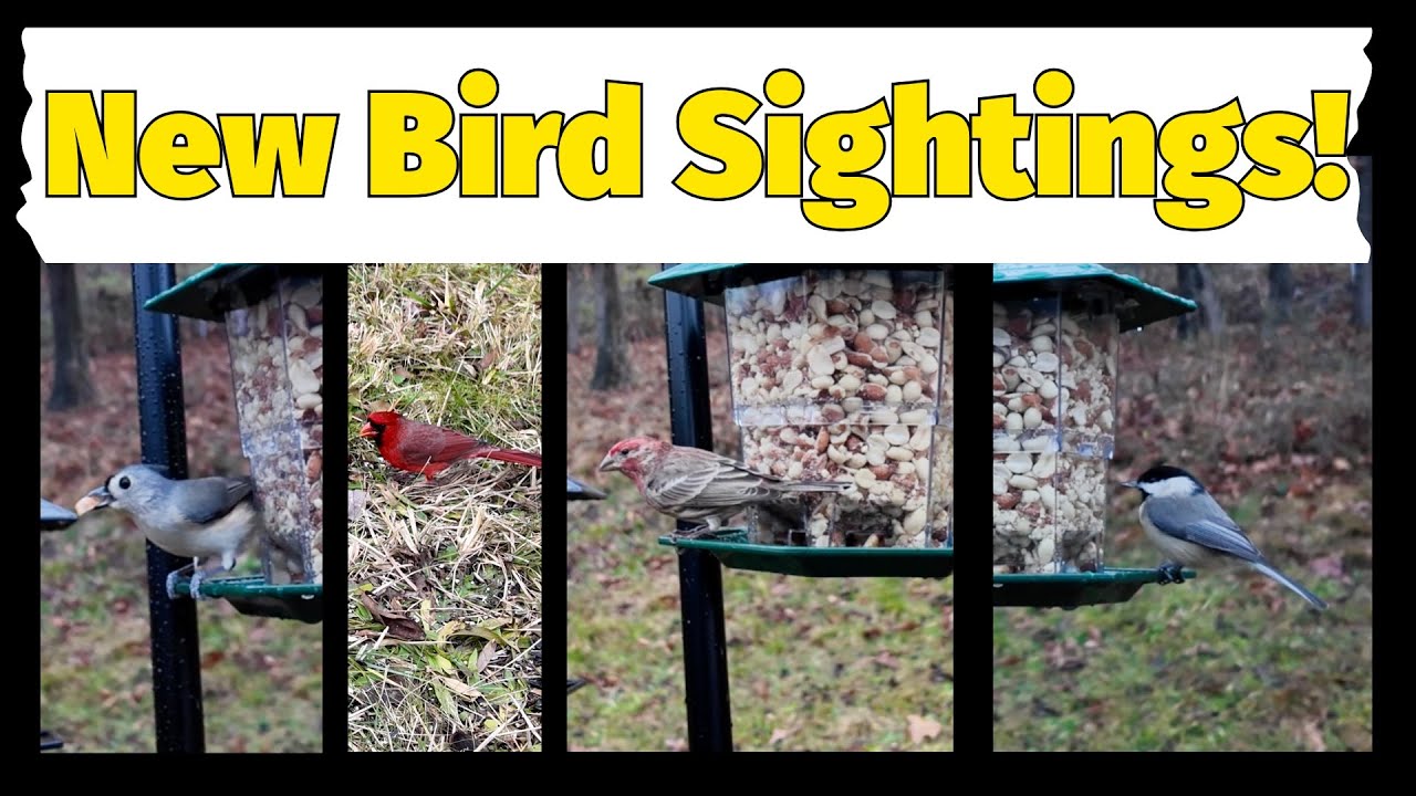 Live Bird Watching, New Bird Feeder!