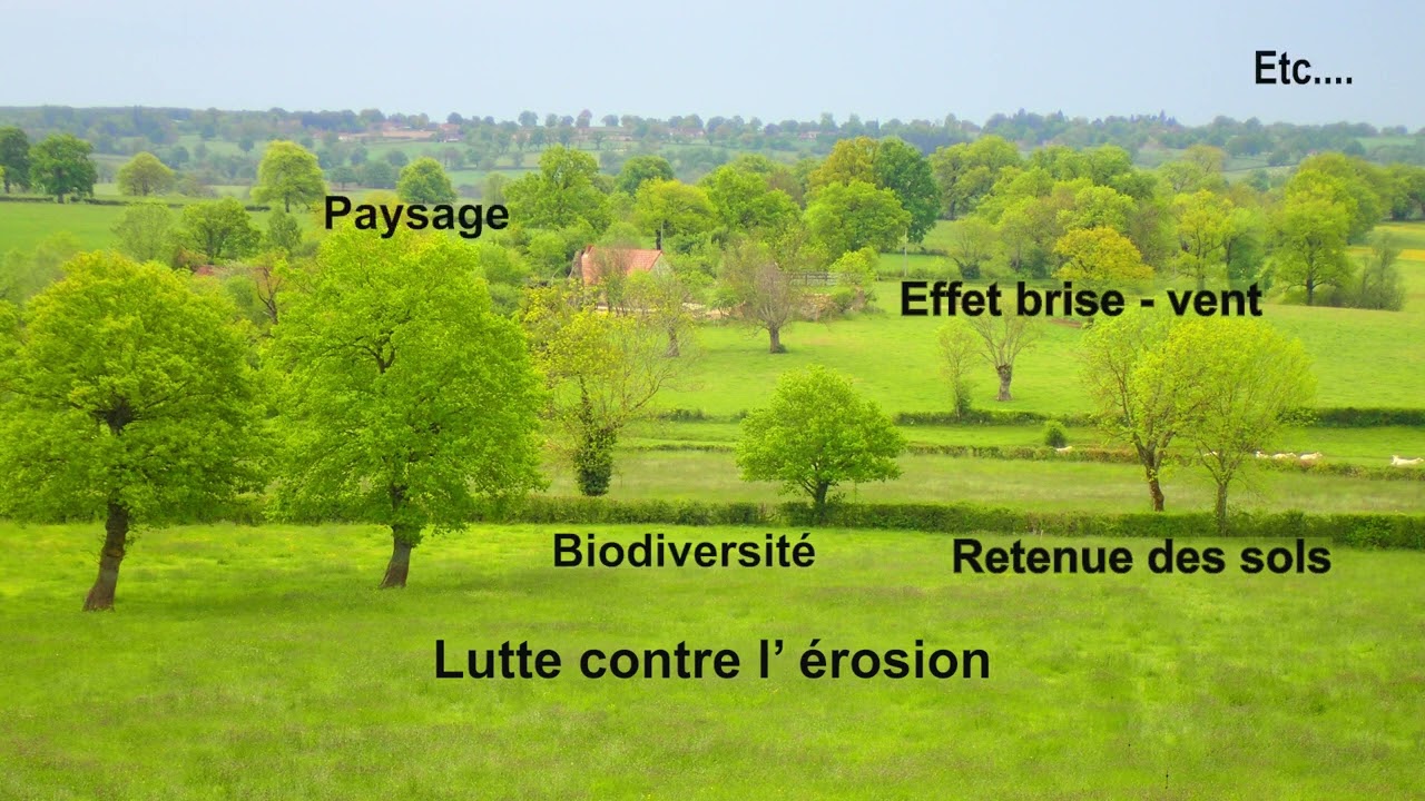 Des haies en faveur des pollinisateur domestiques et sauvages