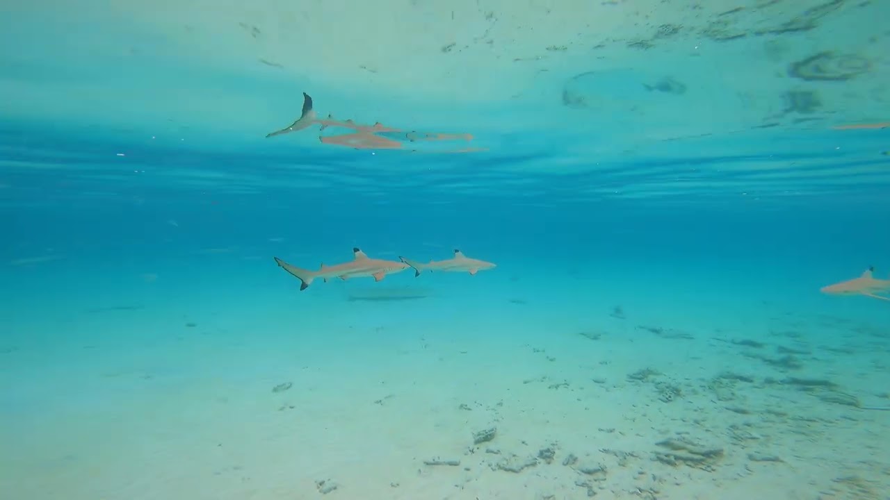 Reef sharks, Malaysia lang tengah