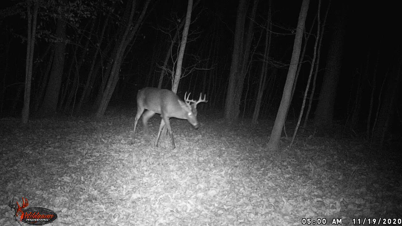 1 20201119 0501 Buck9