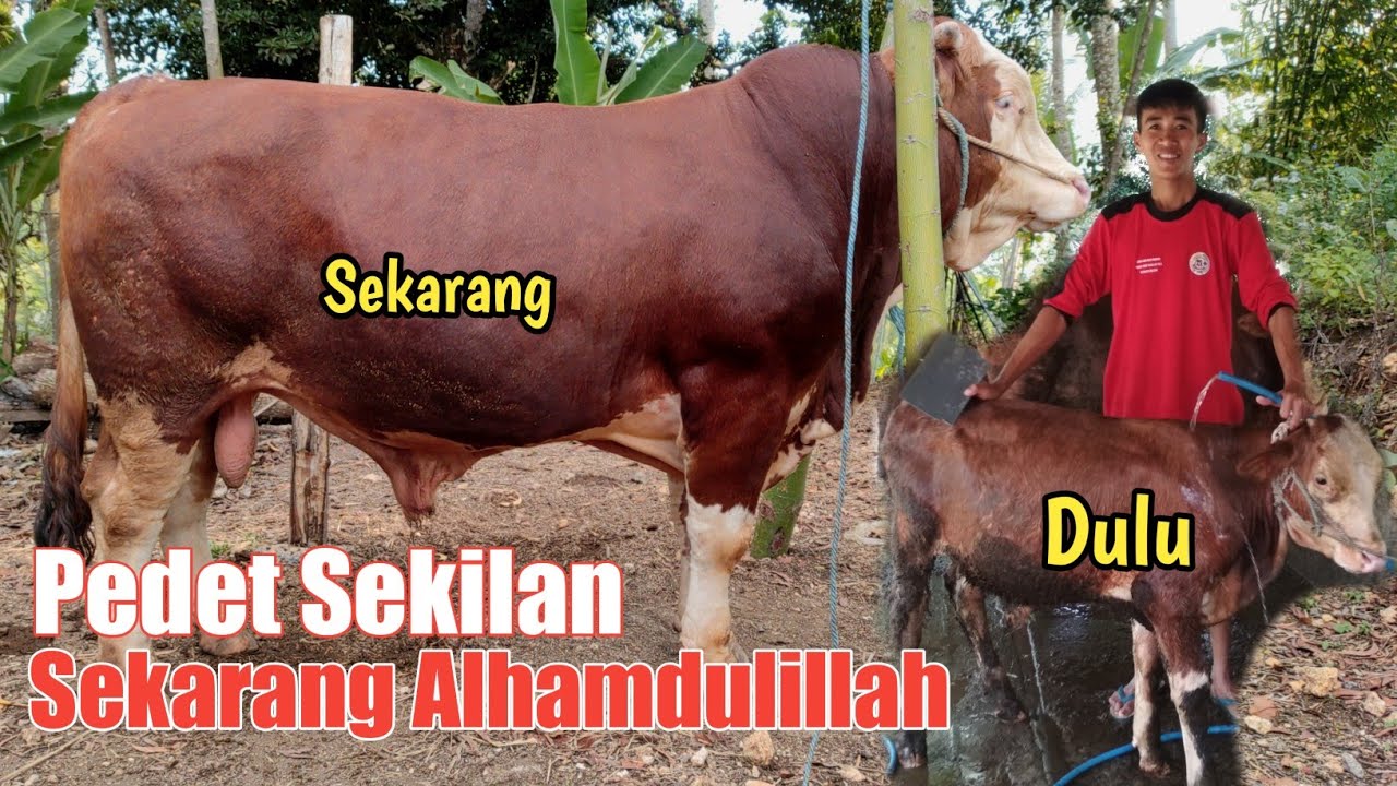 Cerita Perawatan Sapi Simental Sekilan Hingga jadi Gede di Kandang Rojo Koyo