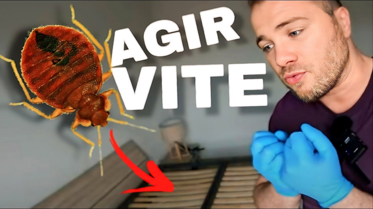 Début d'infestation de punaises de lit : Que faire ?
