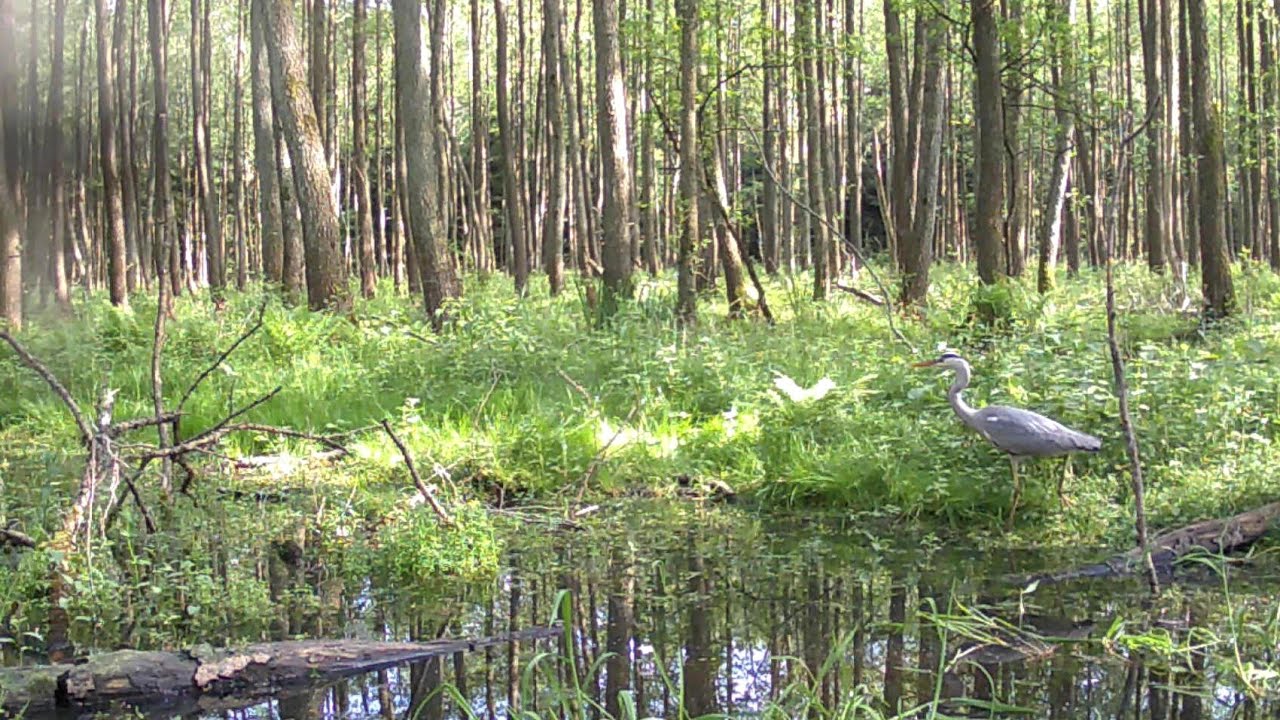 Czapla Siwa głos / Gray Heron voice