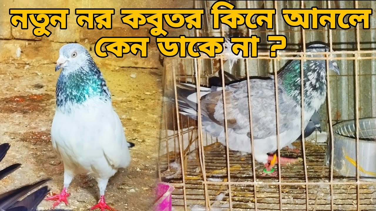 নতুন নর কবুতর কিনে আনলে কেন ডাকে না?