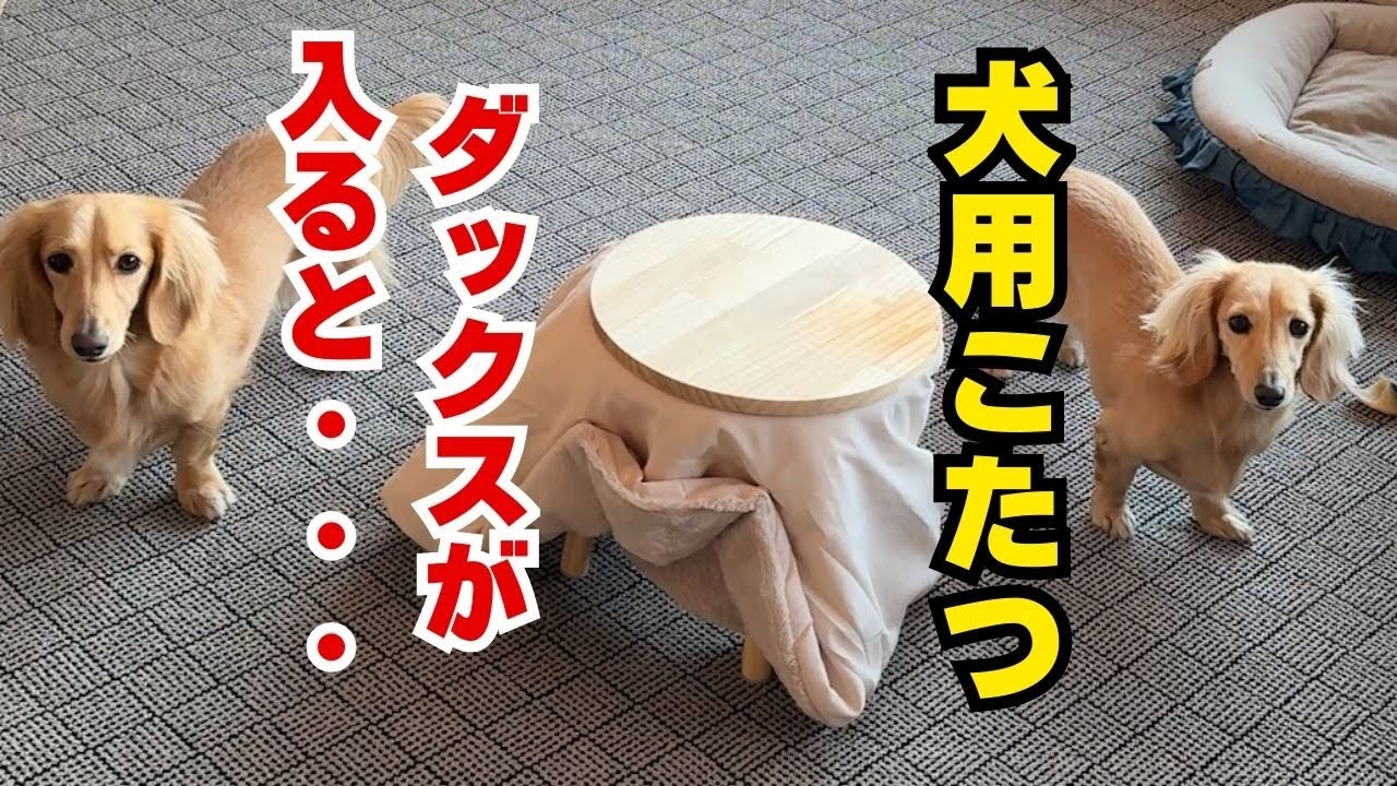 3COINSのペットこたつ…胴が長すぎてこたつからはみ出す犬