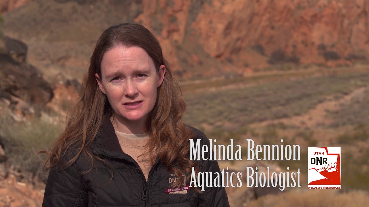 Woundfin Recovery Efforts on the Virgin River